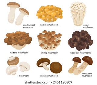 Edible mushroom vector illustration set