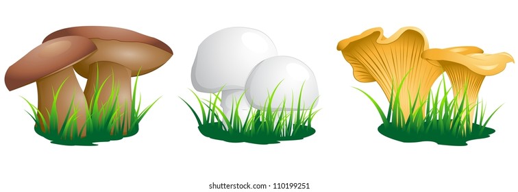 edible mushrooms