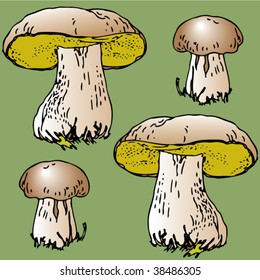 edible mushrooms
