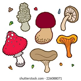 Edible mushrooms autumn - set of different mushrooms vector elements for design