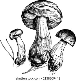 Essbare Pilze. Boletus, großer weißer Pilz, Wald, schwammiger Pilz. Handgezeichnet im Gravierstil. Vektorgrafik, Vektorgrafik, einzeln auf weißem Hintergrund. Verwendung für Druck, Menü, Kochbuch, Logo