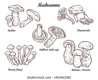 Edible mushrooms : boletus, chanterelles, saffron milk cup, honey fungi, suillus. Hand drawn illustration isolated on white. Seasonal food, packaging design, restaurant menu, stickers, coloring page.