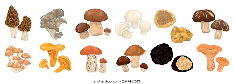 Edible mushrooms cartoon set with morels boletus russule oyster oiler champignon types isolated vector illustration