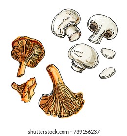 Edible mushrooms. Champignons and chanterelles. A sketch of food drawn by a black line. Colorful drawing of food.