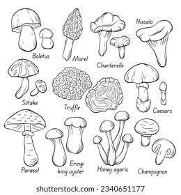 Edible mushrooms collection in line art style. Hand drawn food drawing. Forest plants sketches. Perfect for recipe, menu, label, icon, packaging. Vector illustration isolated on a white background.