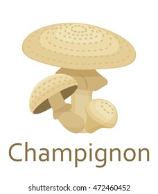 Edible mushrooms flat icon. Champignon. Vector illustration.