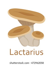 Edible mushrooms flat icon. Lactarius. Vector illustration.