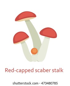 Edible mushrooms flat icon. Red capped scaber stalk. Vector illustration.