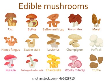 Edible mushrooms flat icon set. Vector illustration.