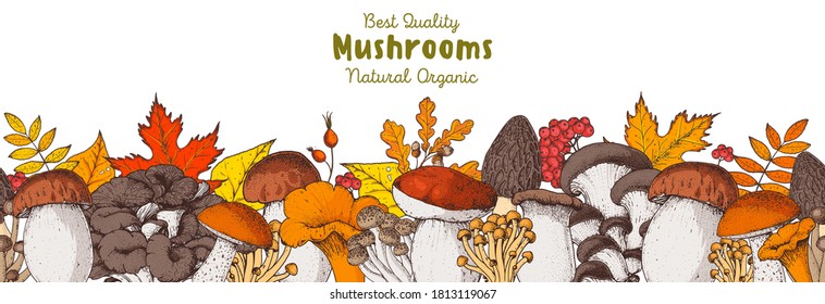 Edible mushrooms hand drawn. Autumn design. Vector illustrations collection. Hand drawn food. colorful forest mushrooms. Organic food. Forest mushrooms. Cartoon design.