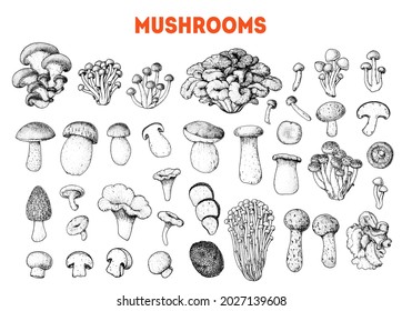 Edible mushrooms hand drawn sketch. Vector illustrations collection. Hand drawn food. Vintage mushrooms sketch. Organic food. Forest mushrooms. Vintage mushrooms background. Healthy food illustration