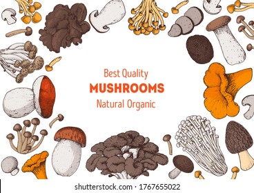 Edible mushrooms hand drawn. Vector illustrations collection. Hand drawn food. Vintage mushrooms. Organic food. Forest mushrooms. Vintage mushrooms background. Healthy food illustration. Colorful set.