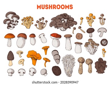 Edible mushrooms hand drawn. Vector illustrations collection. Hand drawn food. Cartoon mushrooms. Organic food. Forest mushrooms. Colorful mushrooms set. Healthy food illustration.