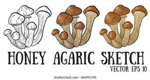 Edible mushrooms, honey agaric sketch.
