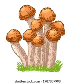 Edible mushrooms honey agarics. Hand drawn armillaria mellea edible fungus. Sketch style natural organic vitamin food. Healthy vegetarian gourmet ingredient. Vector isolated illustration