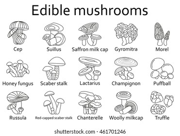 Edible mushrooms icons set. Vector illustration.