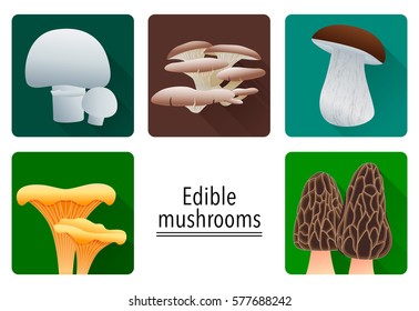 Edible mushrooms. Icons: white button, oyster, porcini, Morel, chanterelle