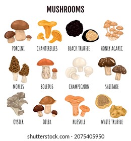 Edible mushrooms infographics set of truffle champignon chanterelle porcini honey agaric morels boletus russule oyster oiler kinds with caption cartoon vector illustration