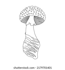 Edible mushrooms. Line art. Vector isolated illustrations. Hand drawn sketch