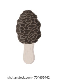 Edible mushrooms, morel mushroom. Raw vegetarian food. Made in cartoon flat style. Vector illustration
