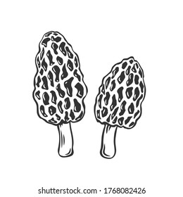 Edible mushrooms morel outline icon. Engraved forest plants, natural protein food. Drawn morel mushroom for menu or shop design.