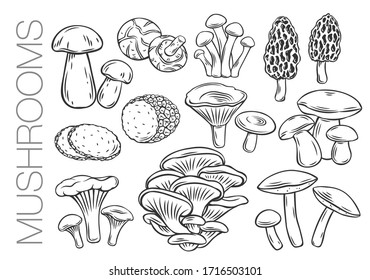 Edible mushrooms outline vector icons. Engraved forest plants, natural protein food. Drawn mushrooms for menu or shop design.