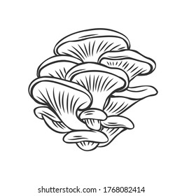 Edible mushrooms oyster outline icon. Engraved forest plants, natural protein food. Drawn oyste mushroom for menu or shop design.