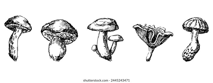 Edible mushrooms,  russula, boletus, milk mushroom, chanterelle, raw food, sketch, hand drawn vector illustration, isolated on white