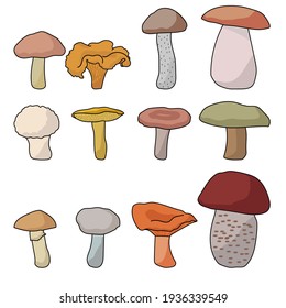 Edible mushrooms set, cap mushrooms of various colors, shapes and sizes vector illustration