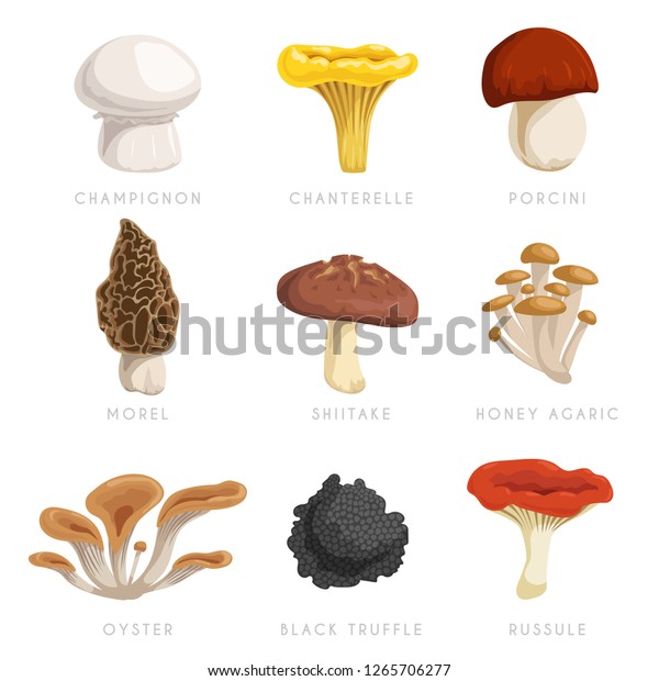 Edible Mushrooms Set Cartoon Flat Design Stock Vector (Royalty Free ...