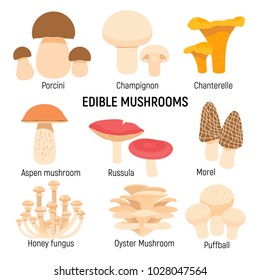 Edible mushrooms set. Champignon, chanterelle, porcini,morel vector illustration isolated