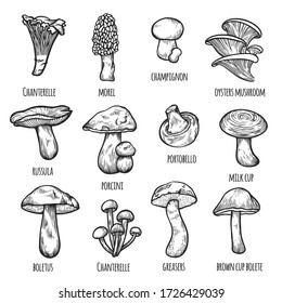 Edible mushrooms set: chanterelle, morel, champignon, oysters, russula, porcini, portobello, milk cup, boletus, greasers, brown cup bolete. Hand drawn sketch vector collection isolated on white.