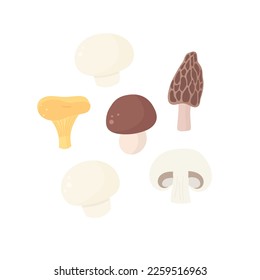 Essbare Champignons: Morchella, Chanterelle, Morels, Champignon, Porcini. Cartoon flache Vektorgrafik. 