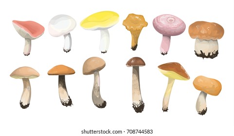 Edible mushrooms set on white background. Colorful caps.