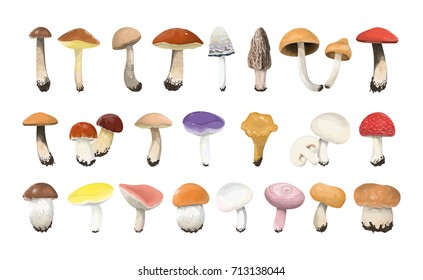 Edible mushrooms set on white background. Colorful caps.