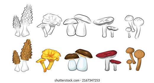 Edible mushrooms set. Vector hand drawn illustration, porcini mushrooms, morels, honey mushrooms, chanterelles, russula isolated on white background. Individual sketches with graphic lines, colored.