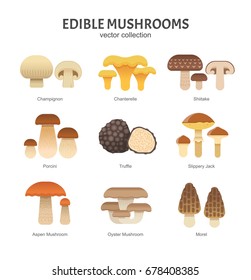 Edible mushrooms set. Vector illustration of different types of mushrooms, such as Champignon, Chanterelle, Shiitake, Porcini, Slippery Jack and Truffle in trendy flat style. Isolated on white.