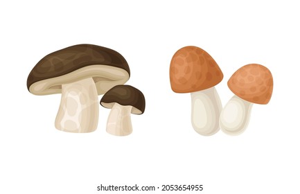 Edible mushrooms species set. Cep and boletus mushroom vector illustration