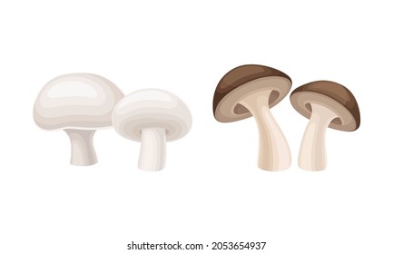 Edible mushrooms species set. Champignon and shiitake mushroom vector illustration