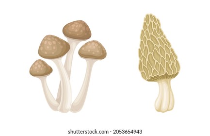 Edible mushrooms species set. Yanagi matsutake and morel mushroom vector illustration