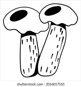Edible mushrooms. Two forest mushrooms. Line style. Vector illustration for design and decoration.