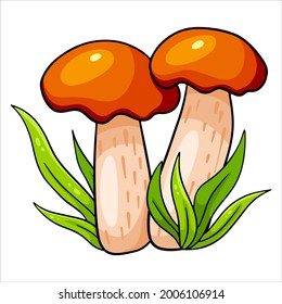 Edible mushrooms. Two orange-cap boletus in the grass. Cartoon style. Vector illustration for design and decoration.
