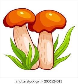 Edible mushrooms. Two orange-cap boletus in the grass. Cartoon style. Vector illustration for design and decoration.