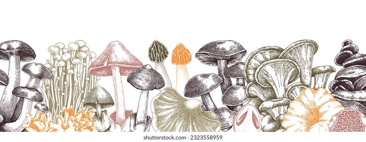 Edible mushrooms vector border in color. Vintage autumn forest plant banner. Fall banner design with hand drawn fungi sketches. Healthy food, fungal protein vector illustration for print and packaging