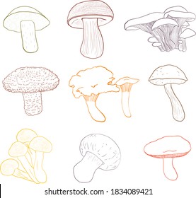 Edible mushrooms vector hand drawn set, colorful outline drawing. Boletus, champignon, velvet bolete, russula, shiitake, honey fungus, pleurotus (oyster mushrooms), birch bolete, chanterelle mushrooms