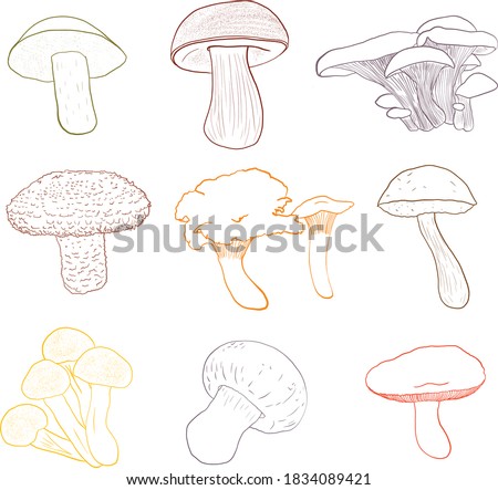 Edible mushrooms vector hand drawn set, colorful outline drawing. Boletus, champignon, velvet bolete, russula, shiitake, honey fungus, pleurotus (oyster mushrooms), birch bolete, chanterelle mushrooms