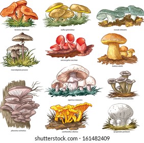 Edible mushrooms - vector illustration.