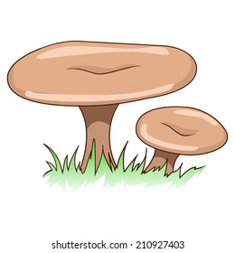 Edible mushrooms vector illustration