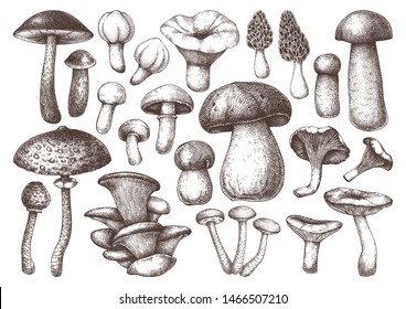 Edible mushrooms vector illustrations collection  Hand drawn food drawings  Forest plants sketches  Perfect for recipe  menu  label  icon  packaging  Vintage mushrooms outlines  Botanical set 