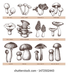 Edible mushrooms vector illustrations collection. Hand drawn food drawings. Forest plants sketches. Perfect for recipe, menu, label, icon, packaging, Vintage mushrooms outlines. Botanical set.